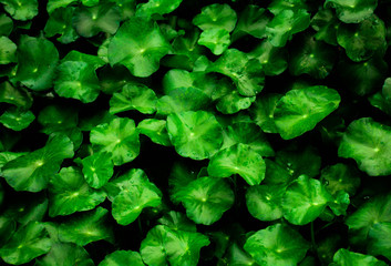 beautiful green leaf background