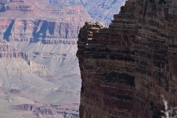 Grand Canyon Nature