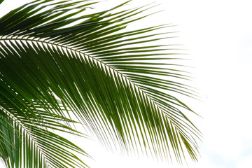Palm leaves isolated on white