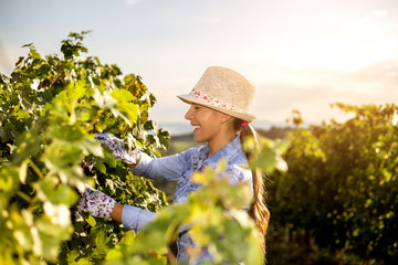 Woman in Vineyard Harvesting Grapes