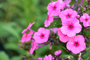 Obraz premium Zauberglöckchen / Minipetunie