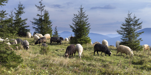 Traditional economy Ukrainian highlanders - Hutsuls very picturesque. grazing livestock in the Ukrainian Carpathians. sheep and goats on pastures in the Ukrainian Carpathians © ihorhvozdetskiy