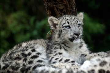 Fototapeta premium Mały lampart śnieżny (Panthera uncia). Młody lampart śnieżny.