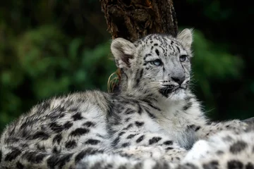 Foto op Canvas Baby snow leopard (Panthera uncia). Young snow leopard. © Lubos Chlubny