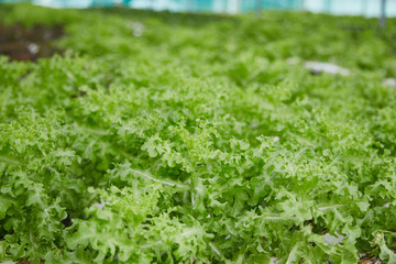 hydroponic vegetable farm system