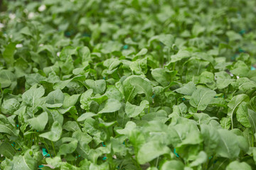 hydroponic vegetable 