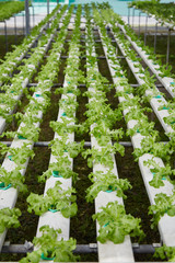 hydroponic vegetable farm system
