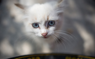 cute white kitten with beautiful eyes looking at a man © Михаил Гужов
