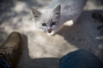 cute white kitten with beautiful eyes looking at a man © Михаил Гужов