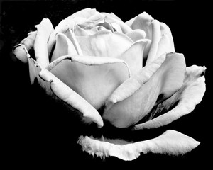 Black and white close-up of a rose