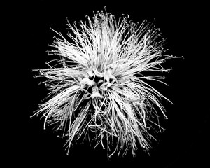 Black and white close-up of a bottle brush flower
