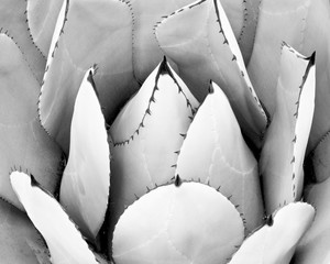Black and white close-up of circular cacti leaves