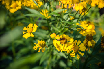 bee collects nectar from yellow flowers