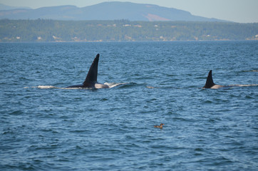 Fototapeta premium Orcas