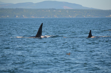 Orcas