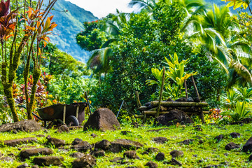 Fototapeta premium VALLEE DE TAHITI