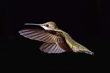 Hummingbird on Black - 225728334