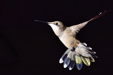Hummingbird on Black - 225728343