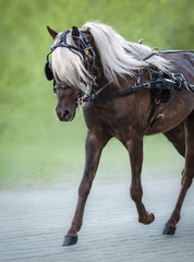 Carriage driving American Shetland Pony.