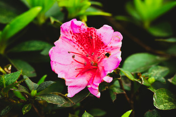 pink flower