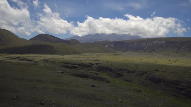 Looking towards Cotopaxi Volcano, Ecuador from the El Salitre Archaeological site with many animals grazing on the paramo. The hummocks in mid distance are volcanic debris avalanche deposits.