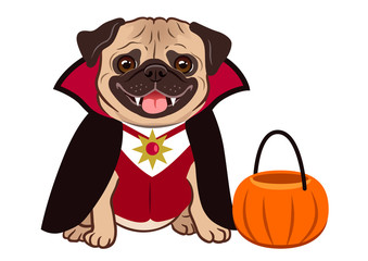 Halloween pug dog in vampire costume cartoon illustration. Cute friendly fat chubby fawn sitting pug puppy, smiling with tongue out. Pets, dog lovers, animal themed design element isolated on white.