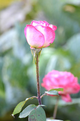 pink rose in the garden