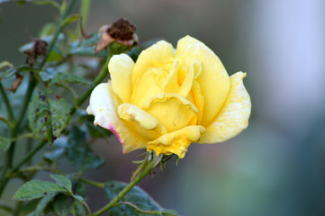 yellow rose