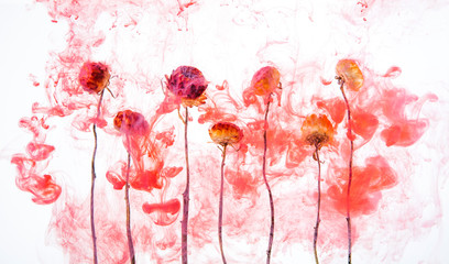 flower water pink red background white inside under paints acrylic smoke streaks autumn flowers aperol
