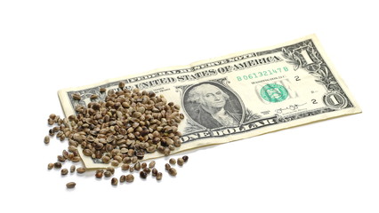 concept hemp seeds and dollar isolated on white background 