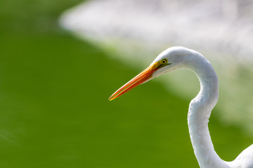 Heron