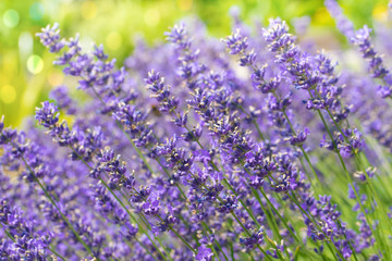 Naklejka premium Blue lavender flowers with defocused background
