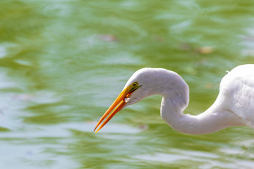 Heron