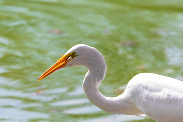 Heron