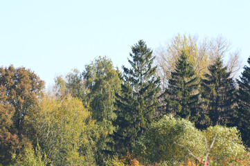 Fototapeta na wymiar pine tree in forest