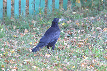 bird on grass