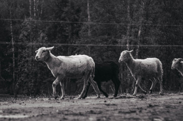 black and white sheeps