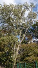 Baum hochkant Zaun