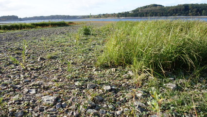 Hohes Gras und nasse Erde