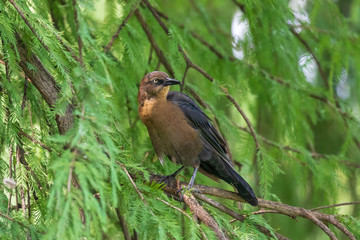 bird
