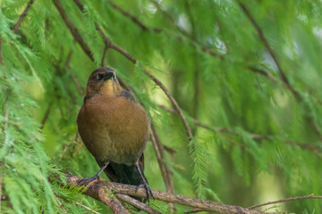Bird