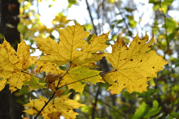 Naklejka na ściany i meble yellow maple leaves in autumn