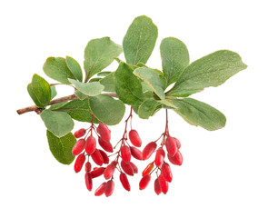 Branch of barberry
