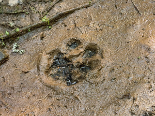 Fototapeta premium The trail of a great tiger in the mud. Tiger in wild summer nature. Action wildlife scene, danger animal.
