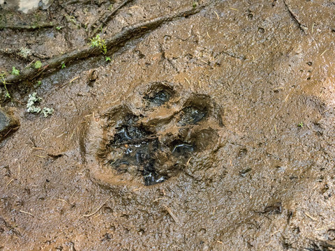 The trail of a great tiger in the mud. Tiger in wild summer nature. Action wildlife scene, danger animal.