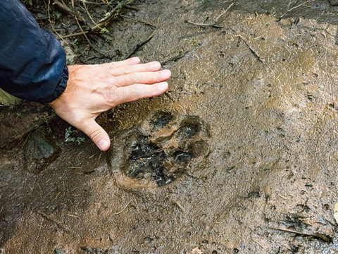 The trail of a great tiger in the mud. Tiger in wild summer nature. Action wildlife scene, danger animal.