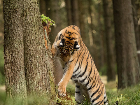 Tiger portrait. A big tiger climbs a tree in a forest. Hunt the prey in tajga in summer time. Tiger in wild summer nature. Action wildlife scene, danger animal.