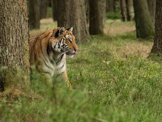 Tiger portrait. Hunt the prey in tajga in summer time. Tiger in wild summer nature. Action wildlife scene, danger animal.