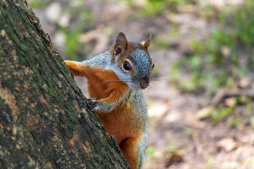 Squirrel
