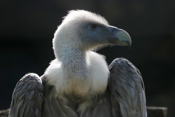 Head of a griffon vulture (gyps fulvus) in profile view shining in the bright sunlight